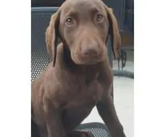 Beautiful chocolate lab puppies full blooded AKC registered available for sale. - 3