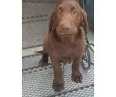 Beautiful chocolate lab puppies full blooded AKC registered available for sale. - 4