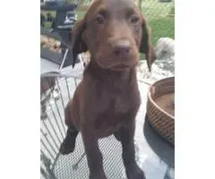 Beautiful chocolate lab puppies full blooded AKC registered available for sale. - 6