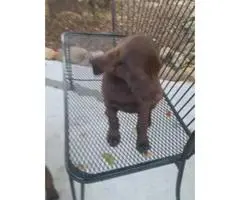 Beautiful chocolate lab puppies full blooded AKC registered available for sale. - 7