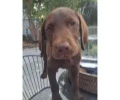 Beautiful chocolate lab puppies full blooded AKC registered available for sale. - 8
