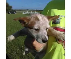 Red cattle dog puppies for sale