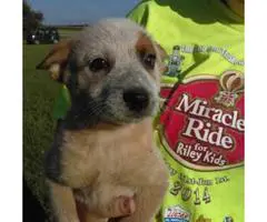 Red cattle dog puppies for sale
