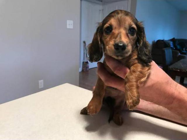Miniature Long haired Dachshund Puppy in Franklin, Indiana