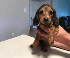Miniature Long haired  Dachshund Puppy