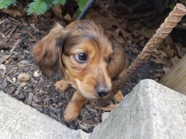 Miniature Long haired Dachshund Puppy in Franklin, Indiana