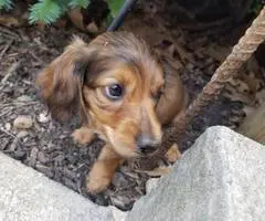 Miniature Long haired  Dachshund Puppy - 2
