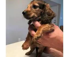 Miniature Long haired  Dachshund Puppy - 4