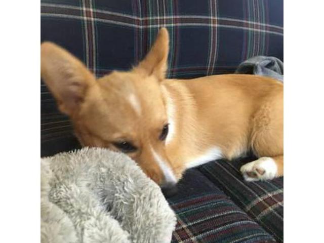 4 months old Corgi puppy in , Massachusetts - Puppies for ...