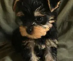 2 Month Old Male Yorkie Puppy.