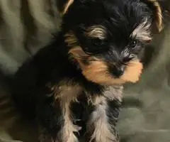2 Month Old Male Yorkie Puppy. - 2