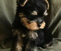 2 Month Old Male Yorkie Puppy. - 3