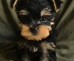 2 Month Old Male Yorkie Puppy. - 4