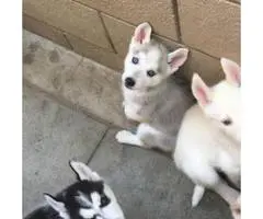 4 lovable husky puppies all with blue colored eyes