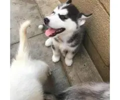 4 lovable husky puppies all with blue colored eyes - 2