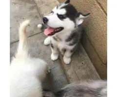 4 lovable husky puppies all with blue colored eyes