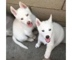 4 lovable husky puppies all with blue colored eyes - 4
