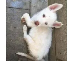 4 lovable husky puppies all with blue colored eyes