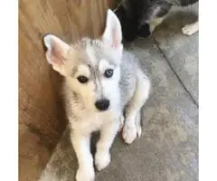 4 lovable husky puppies all with blue colored eyes