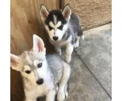 4 lovable husky puppies all with blue colored eyes - 7