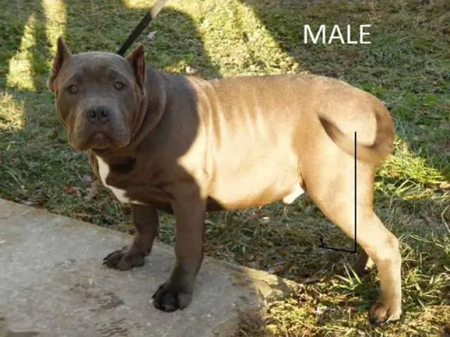 3 big beautiful pedigree American bully puppies