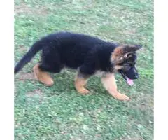 Black and Red color  German Shepherd puppy
