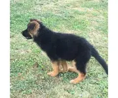 Black and Red color  German Shepherd puppy - 3