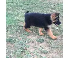 Black and Red color  German Shepherd puppy - 4