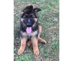 Black and Red color  German Shepherd puppy - 5