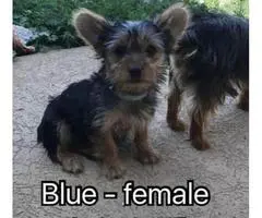 We've 1 male and a couple of females Akc Yorkies puppies