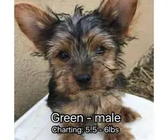 We've 1 male and a couple of females Akc Yorkies puppies - 2