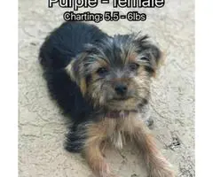 We've 1 male and a couple of females Akc Yorkies puppies - 3