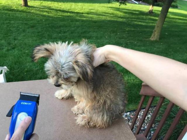 3 months old Shorkie Puppy in Eau Claire, Wisconsin ...