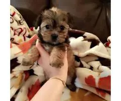 3 months old Shorkie Puppy - 2