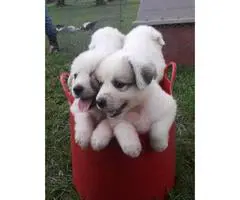 Purebred Great Pyrenees puppies available for sale - 3