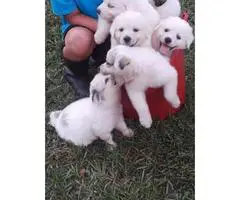 Purebred Great Pyrenees puppies available for sale - 4