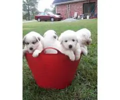 Purebred Great Pyrenees puppies available for sale - 5
