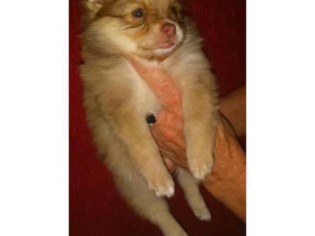 Pomchi for sale seven weeks old! in Greenville, North