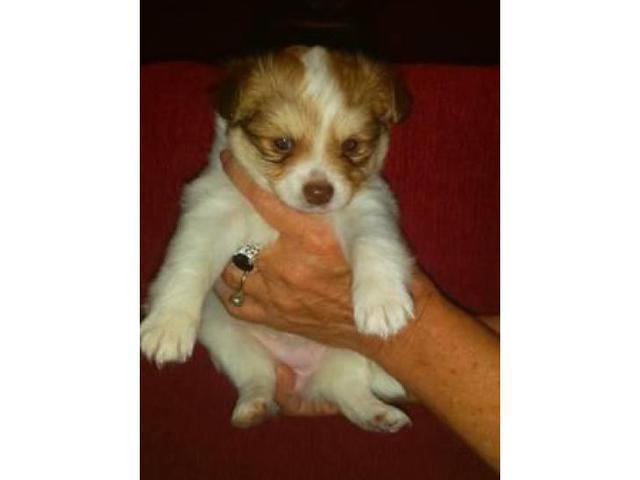 Pomchi for sale seven weeks old! in Greenville, North