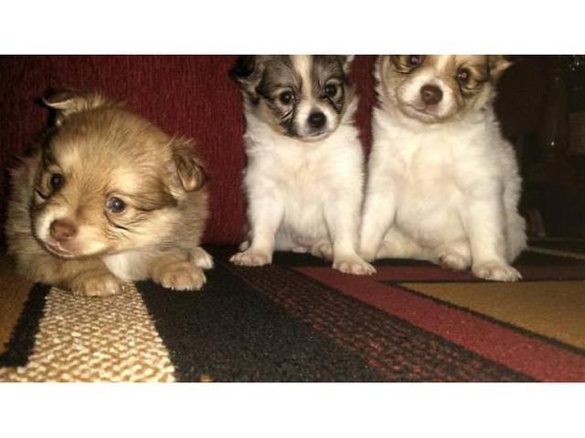 Pomchi for sale seven weeks old! in Greenville, North