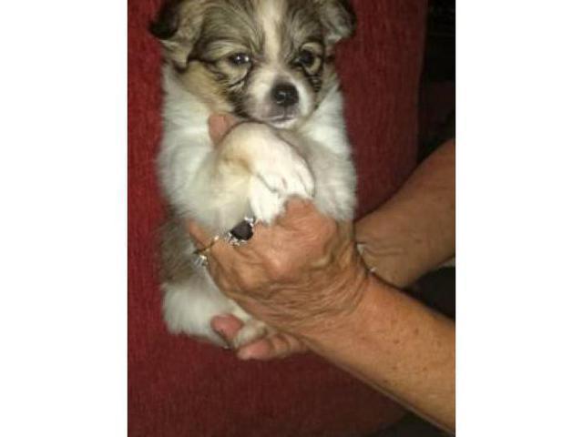 Pomchi for sale seven weeks old! in Greenville, North