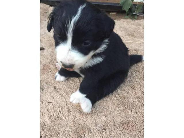 2 months Old Border Collie Puppies in Roswell, New Mexico ...