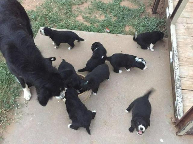 2 months Old Border Collie Puppies in Roswell, New Mexico ...