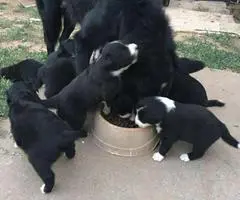 2 months Old Border Collie Puppies - 5