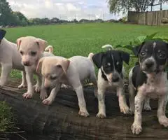 Rat Terrier for sale - 4 males, 2 females - 2