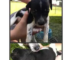 Rat Terrier for sale - 4 males, 2 females - 3