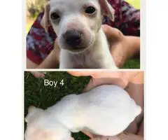 Rat Terrier for sale - 4 males, 2 females - 4