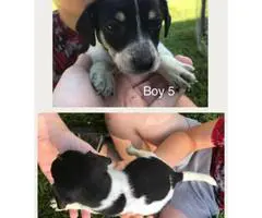 Rat Terrier for sale - 4 males, 2 females - 5