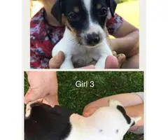 Rat Terrier for sale - 4 males, 2 females - 6