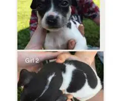 Rat Terrier for sale - 4 males, 2 females - 7
